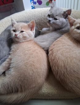 Süße Britische Kurzhaar Kitten suchen liebevolles Zuhause - Freiburg (Breisgau)