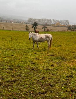 Beisteller bedingt reitbar - Bleicherode