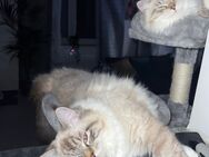Zwei Ragdoll-Kater suchen ein liebevolles Zuhause - Speyer Zentrum