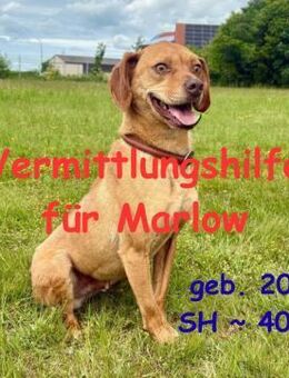 Marlow - Vermittlungshilfe - Rinteln