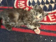Maine Coon Mix Kitten - Rinteln