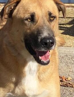 Thor hat einen guten Charakter - Donaueschingen