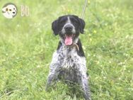 Bo sucht aktive, sportliche Menschen - Untergruppenbach