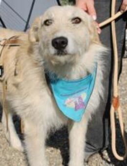 Treuer Gefährte mit großem Herzen Ivar - München