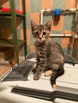 💞 Zuckersüßes Duo Nala & Tipsy 💞 - Eislingen (Fils)