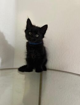 Maine Coon Mix Kitten - Villingen-Schwenningen