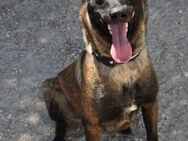 Wunderschöne Malinois Nafi - Berlin
