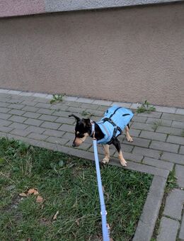 Junghund 6 Monate Zwergpinscher Mischling - Zwickau