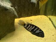 2 Zebra Buntbarsche - Velbert
