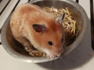 Satingoldhamster - besonders schöne Jungtiere abzugeben - Bad Sooden-Allendorf