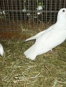 Tauben zu verkaufen in 88499