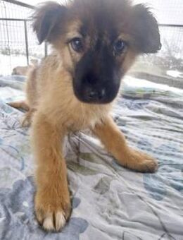 Matilda 27 cm (Jan 26, wächst noch) - Alpenrod