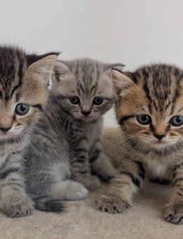 BKH Britisch Kurzhaar Kitten - Lindau (Bodensee)