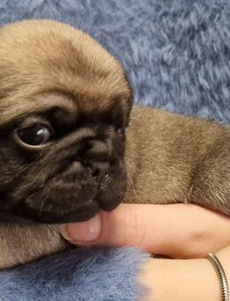 Mopswelpen/retromops m.Ahnentafel zu verk - Osterhofen