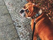 OEB - Old English Buldogge Buddy sucht seinen kräftigen Partner - Berlin