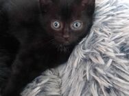 Junge Babykatzen -Kitten - Friesoythe