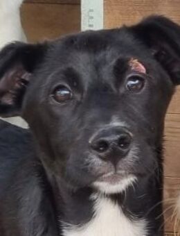 ALBIE-charmanter Jung-Rüde,43 cm(w) - Rösrath