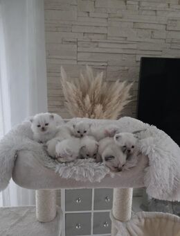 BKH Kitten mit blauen Augen - Asendorf (Landkreis Diepholz)