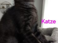 Bkh mix kitten - Bochum