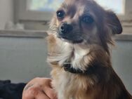 1,5 jähriger Langhaar-Chihuahua - Regensburg