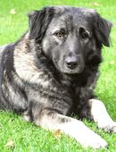 Milla - Mischling - 4 Jahre - Tierhilfe Franken e.V. in 91207