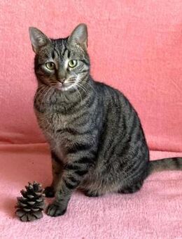 🌟🆘Tapferer Kater Malo🆘🌟 - Eislingen (Fils)