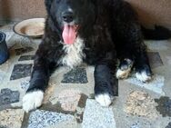 💕Panja💕 sucht ihre Menschen 🐾💕🐾 - Freilassing