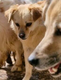 Angsthase Chip sucht ein Zuhause - Neuberg