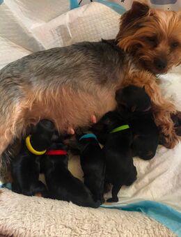 Welpen Yorkshire Terrier - Frankfurt (Oder)