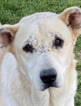 Pippo, geb. ca. 12/2020, Griechenland - Markdorf