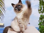Afina, reinrassige Rgdoll blue-point Katze sucht ein neues, liebevolles Zuhause auf Lebenszeit. - Essen