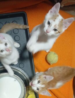 Katze Katzenbaby Babykatze - Flieden
