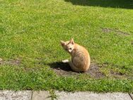 Liebevolle Babykatzen - Hövelhof (Sennegemeinde)