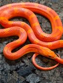 Hypo Blood Motley Pied in 58332