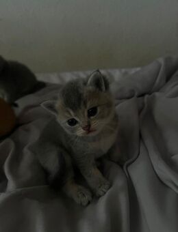 Bkh Kitten - Wuppertal