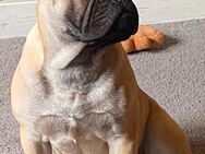 Französische Bulldogge - Alsdorf Zentrum