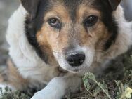 Leonie leidet sehr im Shelter 🐾 - Elsdorf (Nordrhein-Westfalen)