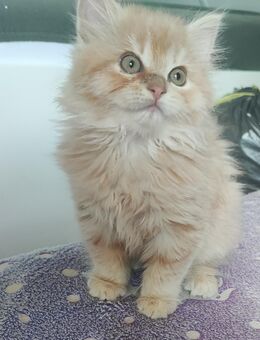 Kleiner Kerl such zuhause - Jüchen