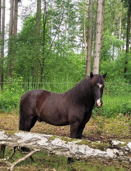 Traumpartner sucht neues Zuhause – Islandwallach - Buchholz (Nordheide)