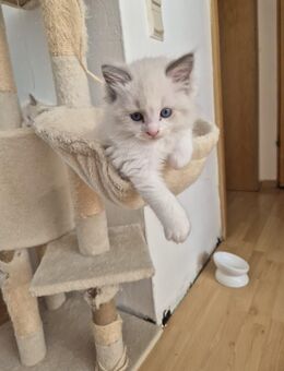 Reinrassiger Ragdoll-Kater (13 Wochen) sucht ein liebevolles Zuhause - Ginsheim-Gustavsburg