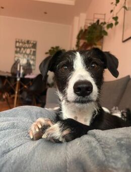 FYNN braucht ein liebevolles Daheim - Sulzfeld (Baden-Württemberg)