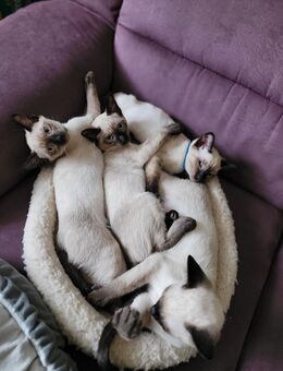 Reinrassige Siam Kitten weiblich&männlich - Oberhausen
