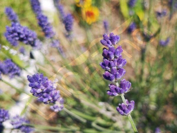 Blauer echter Lavendel Samen Lippenblütler Schmetterling blau xxl Lavendelstrauch duftender Strauch Lavendelsamen Lavendelkissen insektenfreundliches Saatgut garden Geschenk Saat SWR Vatertag Biene - Pfedelbach