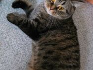 Kater sucht neues zu Hause - Ludwigsau
