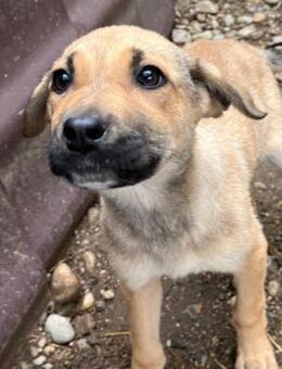 Verschmuste, liebe Rose - Kallmünz