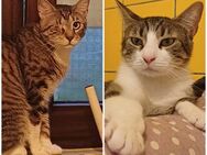 🆘 Notfall ❤️ Brüder Asterix & Obelix ❤️ - Eislingen (Fils)