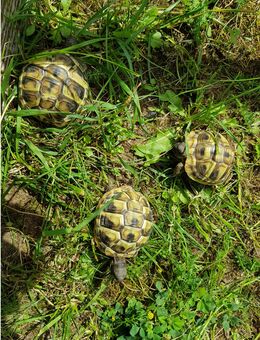 Griechische Landschildkröten (Testudo hermanni) Nachzucht aus 2024 - Karlstein (Main)