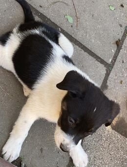 Hunde zu Verkauf - Mylau Zentrum
