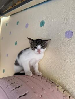 Livi aus dem Tierschutz - Grevenbroich