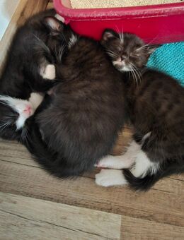 3 süsse Katzenbabys - Eppelheim